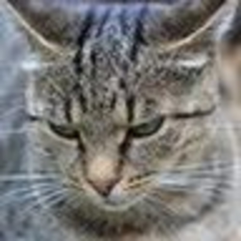 Meet your Posher, Joan